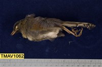 藏品(藪鳥)的圖片